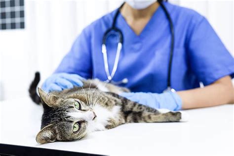 How To Treat Seroma In Cats